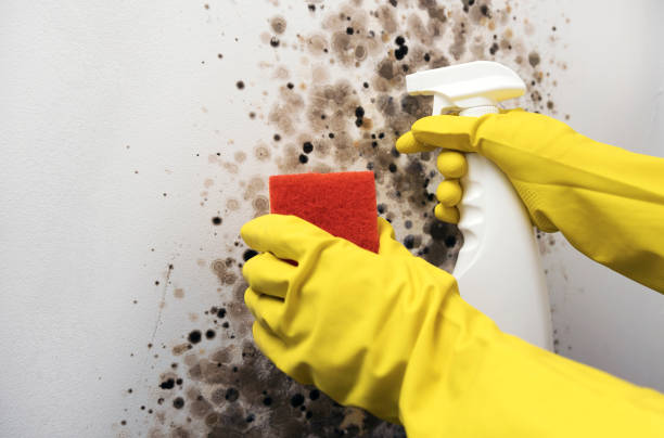 Mold Removal and Inspection in Urania, LA