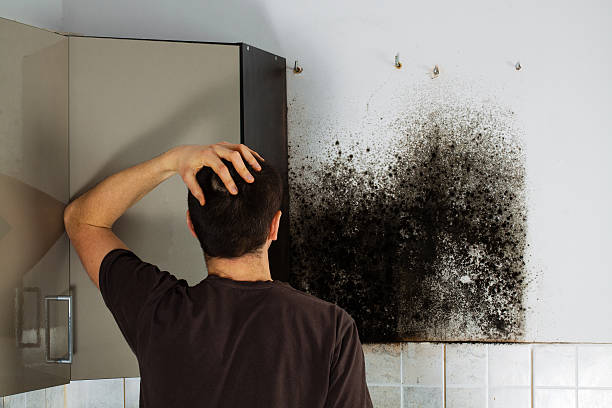 Best Mold Removal Company Near Me  in Urania, LA